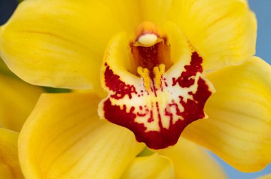 Sarı çiçeğin yakın görüntüsü, yaz konsepti