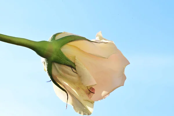 beautiful rose flower on the blue sky background