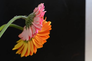 Siyah arka planda inanılmaz Gerbera çiçekleri