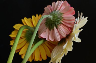 Siyah arka planda inanılmaz Gerbera çiçekleri