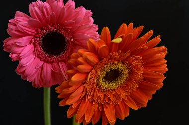 Siyah arka planda inanılmaz Gerbera çiçekleri