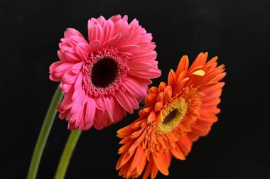 Siyah arka planda inanılmaz Gerbera çiçekleri