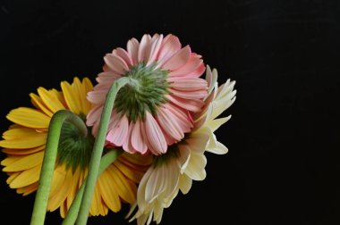 Siyah arka planda inanılmaz Gerbera çiçekleri