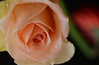 Güzel parlak gül çiçeği, kapat