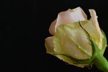 Güzel parlak gül çiçeği, kapat