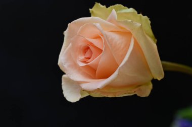 Güzel parlak gül çiçeği, kapat