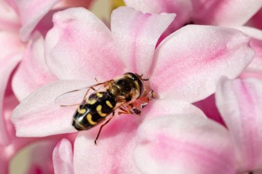 Güzel Sümbül çiçeğinin yakın çekimi