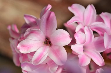 Güzel Sümbül çiçeğinin yakın çekimi