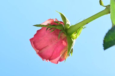 Güzel pembe gül çiçeği mavi gökyüzü arka planında