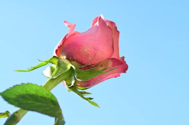 Güzel pembe gül çiçeği mavi gökyüzü arka planında