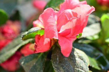 Bahçede yetişen güzel çiçek 