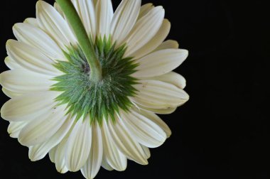 Güzel parlak Gerbera çiçeği, kapat