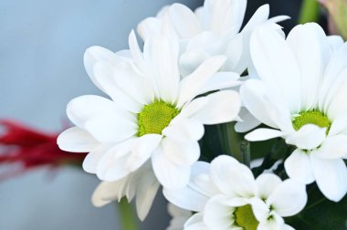 Çiçek kompozisyonu ve güzel çiçekler