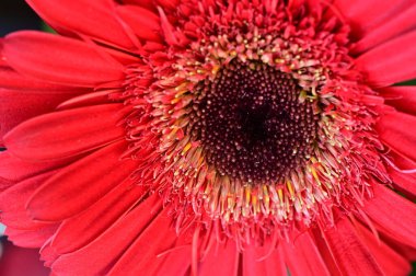 Güzel parlak Gerbera çiçeği, kapat