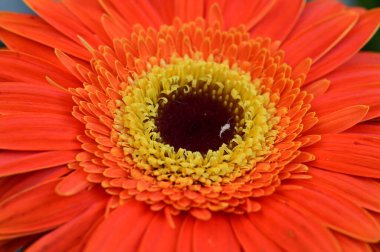 Güzel parlak Gerbera çiçeği, kapat