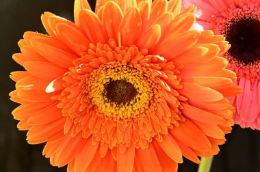 Siyah arka planda inanılmaz Gerbera çiçekleri