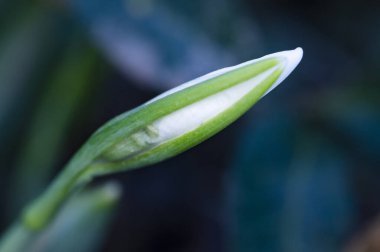 Güzel beyaz kar damlası çiçeği, kapat