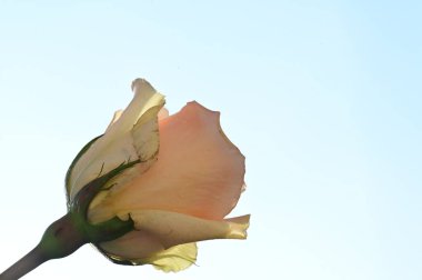 Güzel, parlak bir gül çiçeği. Kapat.