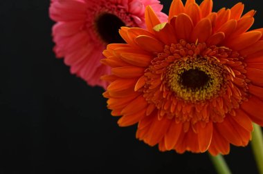 Siyah arka planda inanılmaz Gerbera çiçekleri