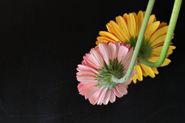 Siyah arka planda inanılmaz Gerbera çiçekleri