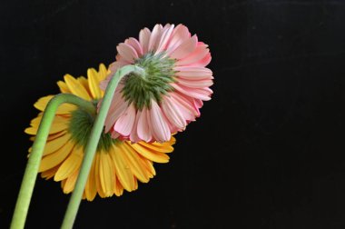 Siyah arka planda inanılmaz Gerbera çiçekleri