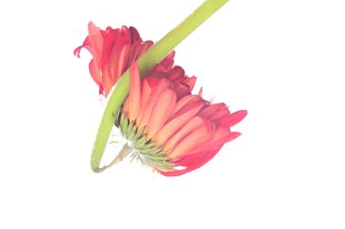 Güzel kırmızı gerbera çiçek beyaz arka plan üzerinde