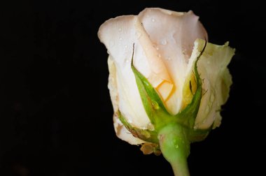 Koyu arkaplanda güzel parlak bir gül çiçeği