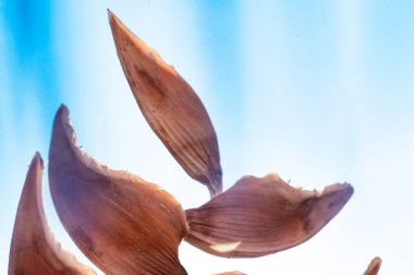 Güzel botanik fotoğrafı, doğal duvar kağıdı.