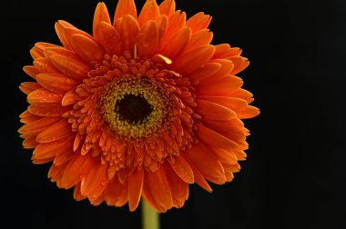 Güzel parlak Gerbera çiçeği, kapat