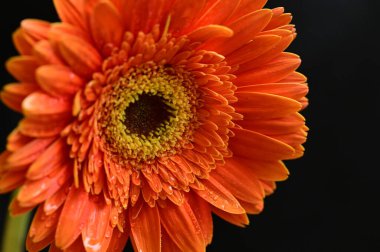 Güzel parlak Gerbera çiçeği, kapat