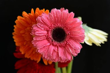 Siyah arka planda güzel Gerbera çiçekleri
