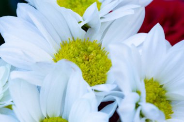 Çiçek açan güzel çiçekler, yaklaşın