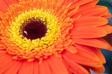 güzel gerbera çiçek yakın çekim