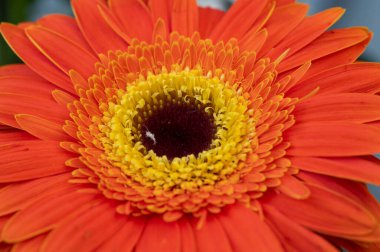 güzel gerbera çiçek yakın çekim