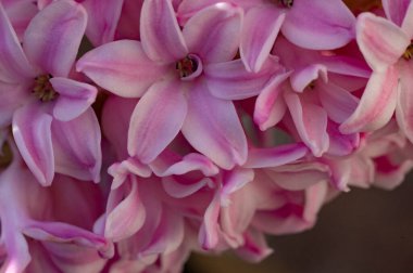 Güzel Sümbül çiçeğinin yakın çekimi