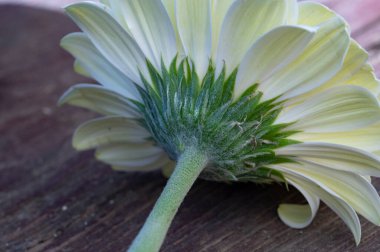 güzel gerbera çiçek üzerinde beyaz izole