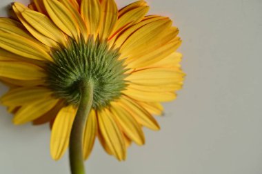 close up of beautiful gerbera flower on grey  background