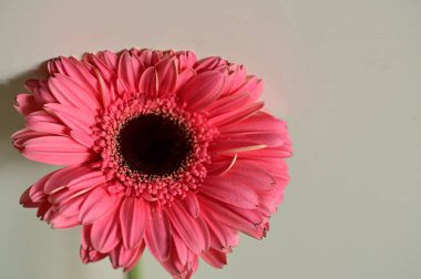 close up of beautiful gerbera flower on grey  background