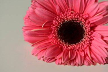 close up of beautiful gerbera flower on grey  background