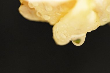 beautiful  bright rose  flower with drops  on dark background