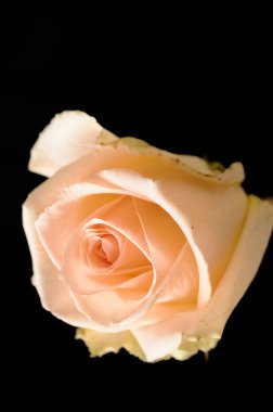 beautiful  bright rose  flower  on black  background