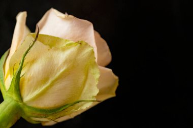 beautiful  bright rose  flower  on black  background