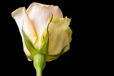 beautiful  bright rose  flower  on black  background