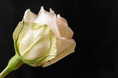 beautiful  bright rose  flower  on black  background