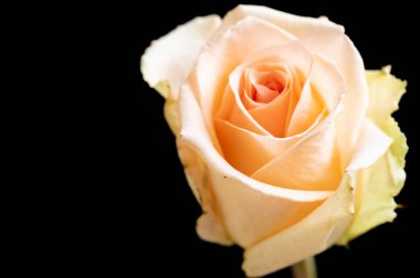 beautiful  bright rose  flower  on black  background