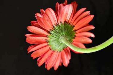close up of beautiful orange gerbera flower