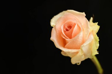 beautiful  bright rose  on black  background