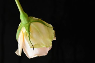 beautiful  bright rose  on black  background