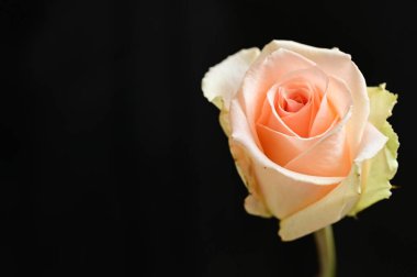 beautiful  bright rose  on black  background