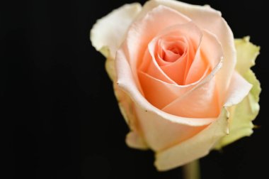 beautiful  bright rose  on black  background